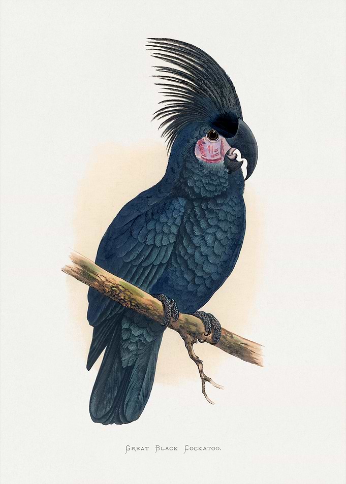 Great Black Cockatoo Illustration