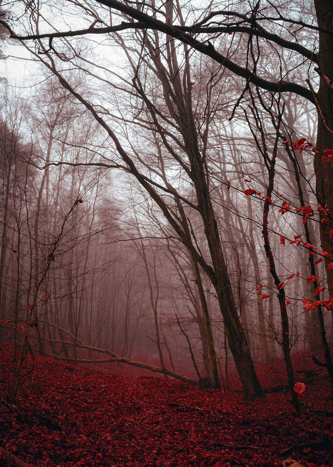 Misty Forest Path