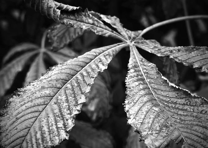 Black and White Leaf Detail