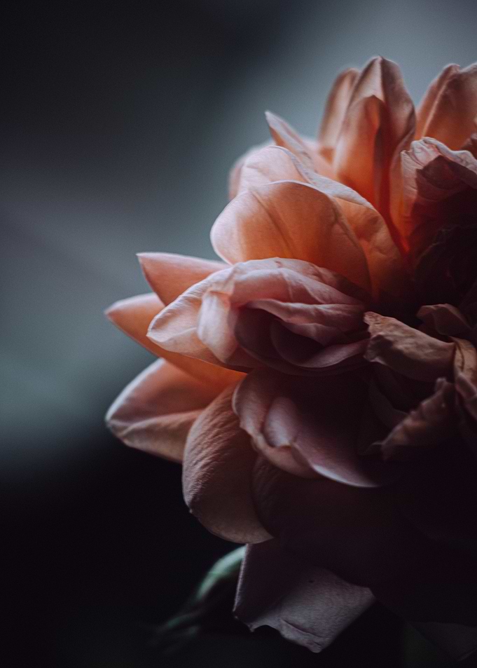 Peach Rose Close-up