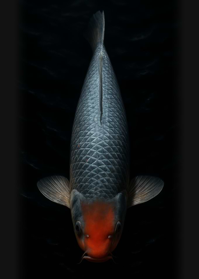 Black and Red Koi Fish - Koi Carp Portrait