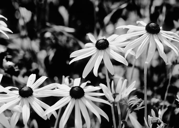 Black and White Daisies