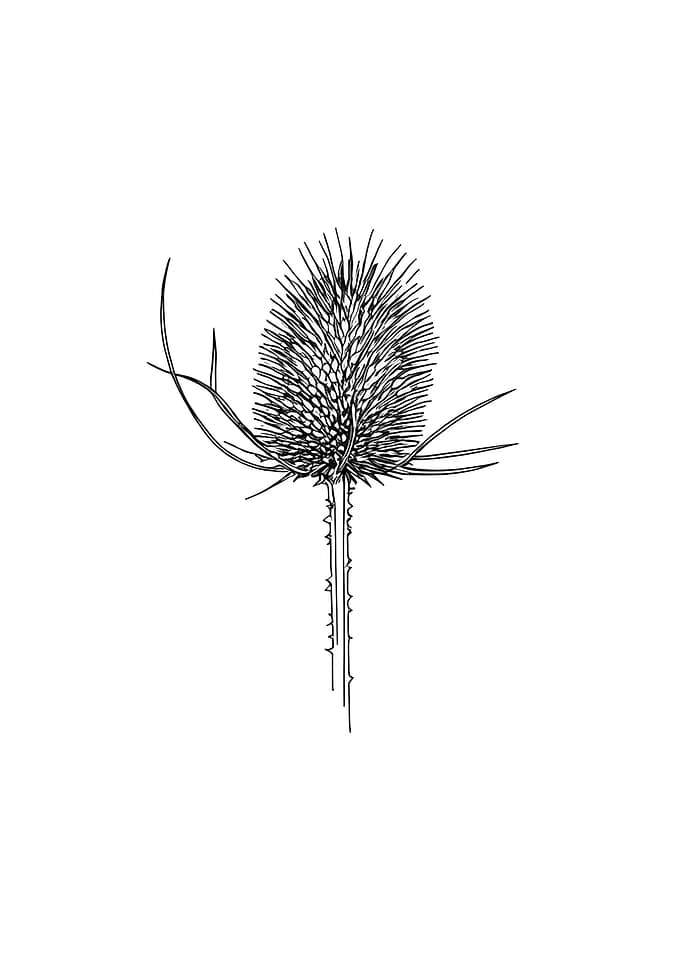 Thistle Minimalist Line Art