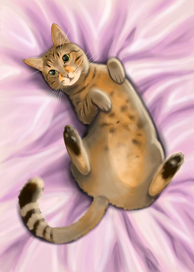 Cute Cat on Pink Blanket