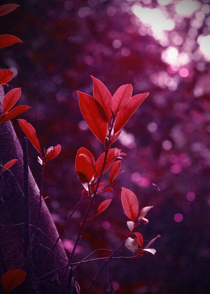 Red Leaves in Purple Forest