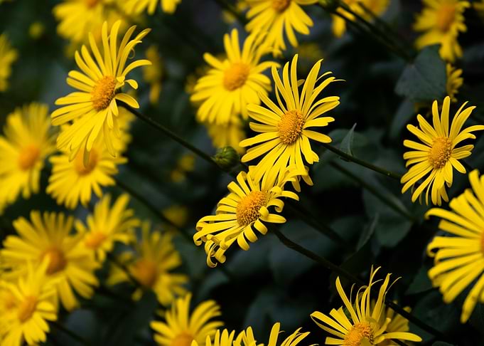 Yellow Flowers in Bloom