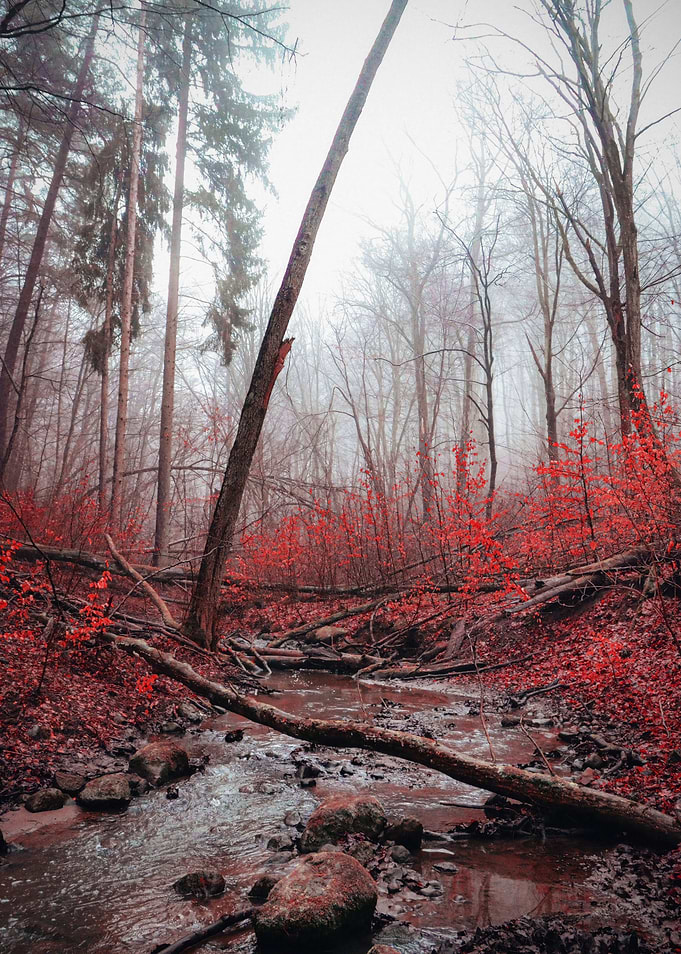 Misty Forest Stream