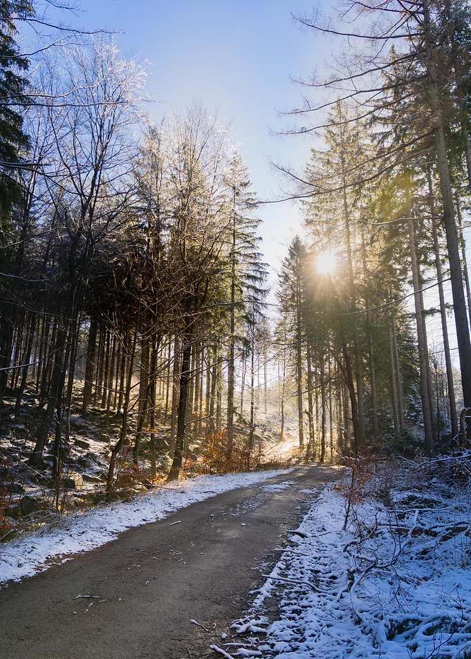 Snowy Forest Path