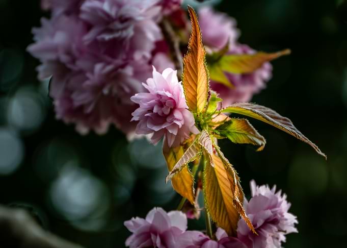 Pink Cherry Blossom Close-Up
