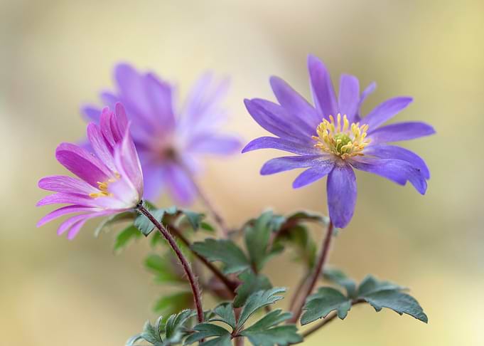 Purple and Pink Flowers