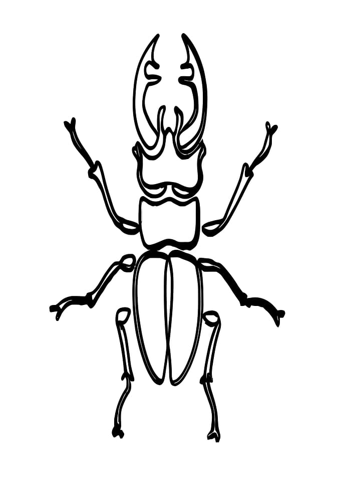 Stag Beetle Line Art