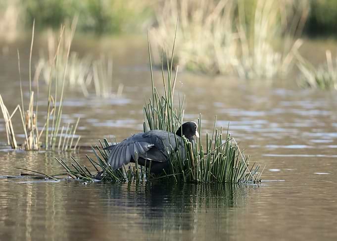 Coot in Reeds