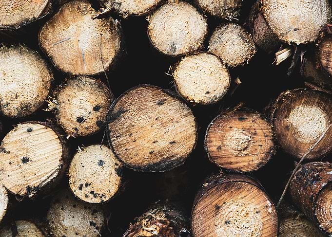 Stacked Wood Logs