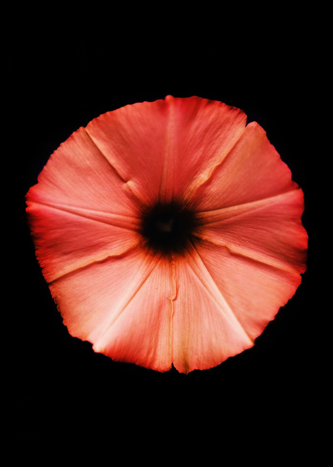 Pink Flower Close-Up