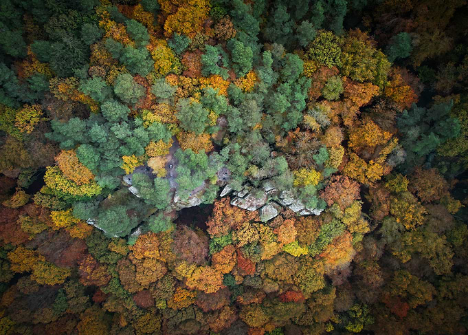 Autumn Forest Aerial View