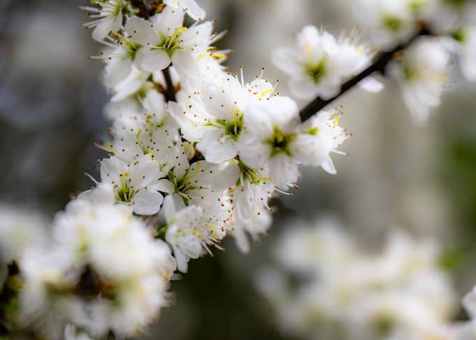 White Blossom Branch