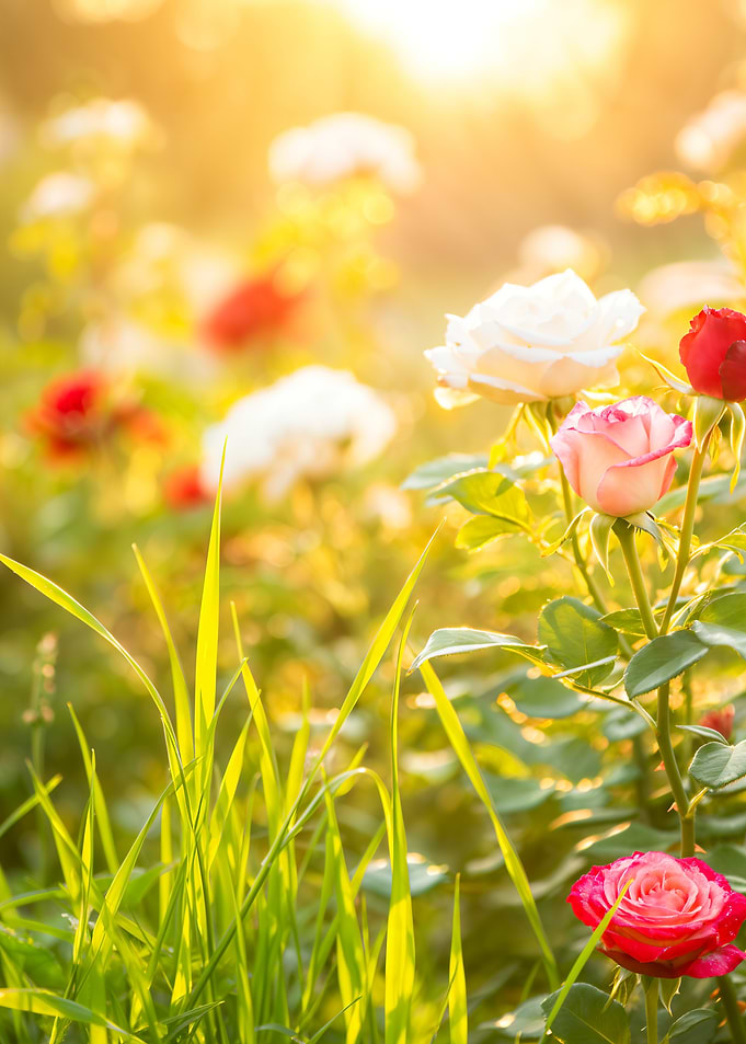 Rose Garden Sunset