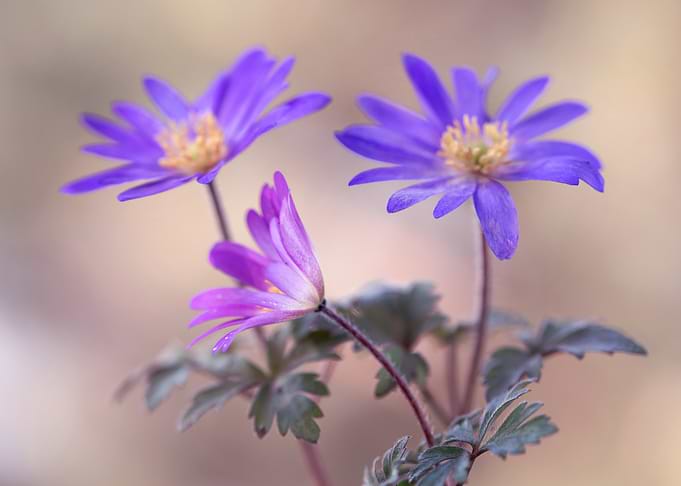 Purple Flowers in Bloom