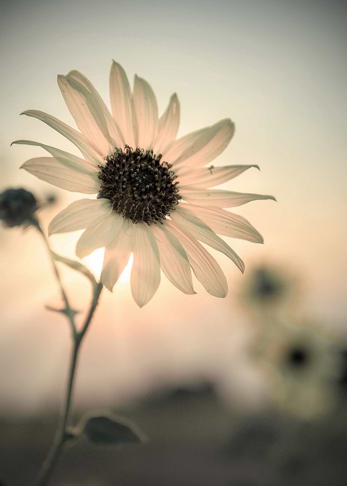 Single Sunflower at Sunset
