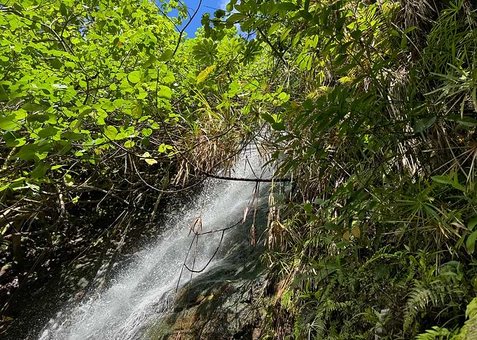 Waterfall in Lush Rainforest