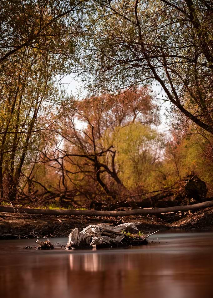 The remains of a tree