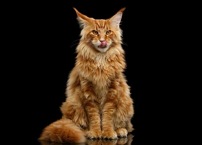 Maine Coon Cat Portrait