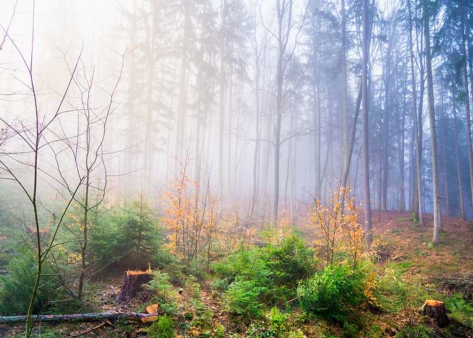Misty Forest Path