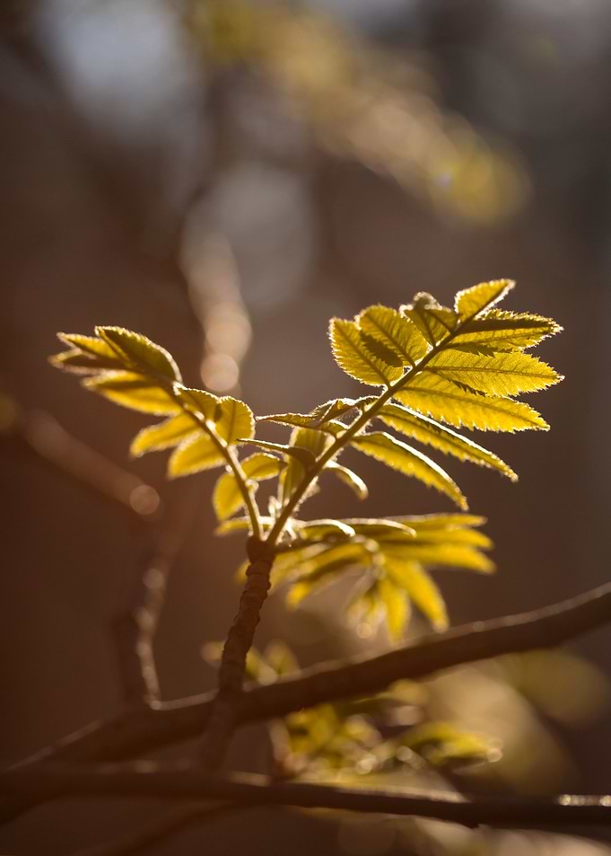 New Spring Leaves