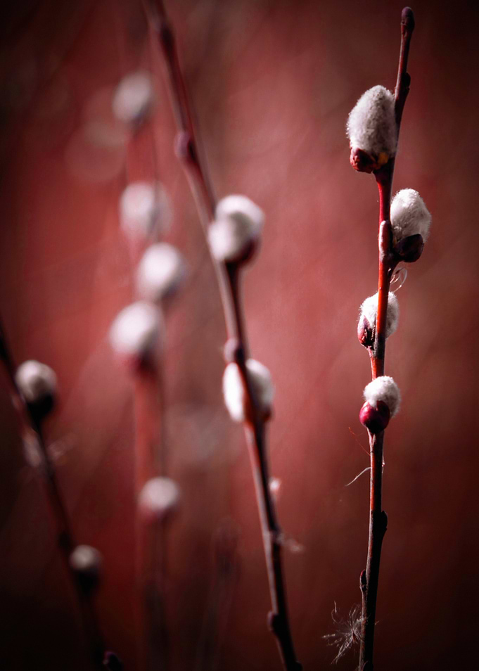 Willow Branches with Buds