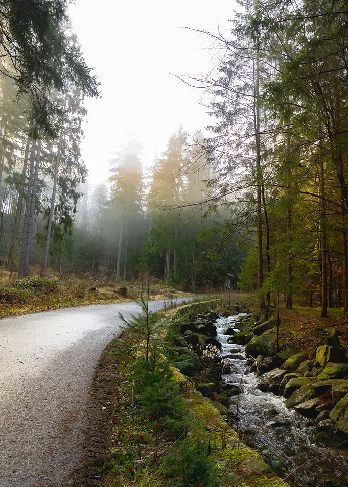 Misty Forest Path