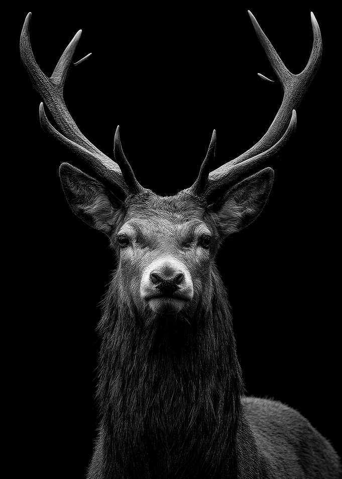 Majestic Deer Portrait Photo