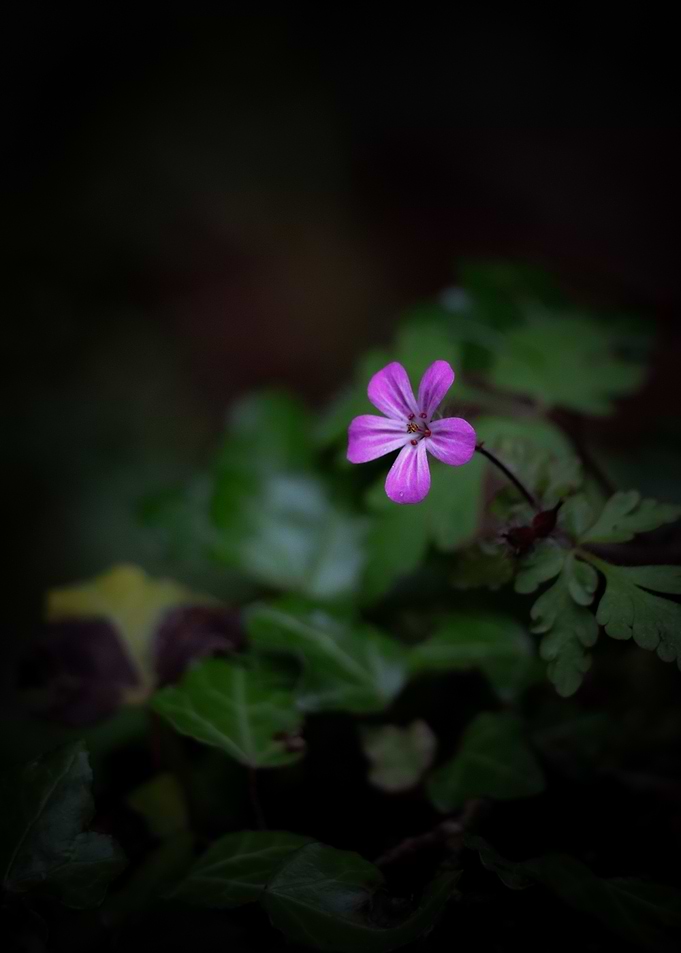 Delicate Mystery