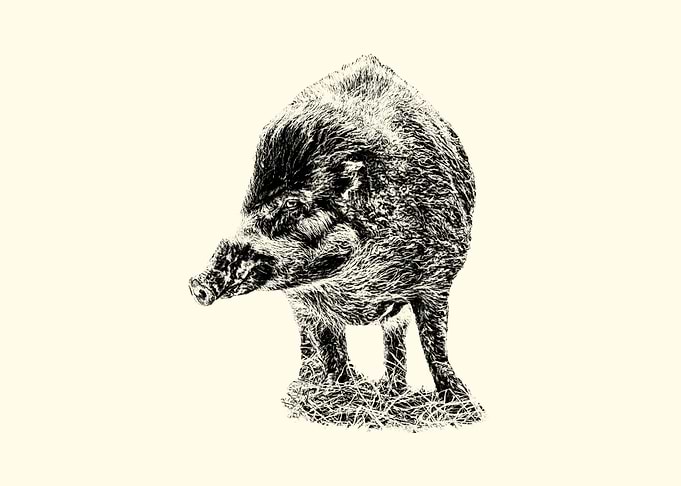 Wisayan Warty Pig