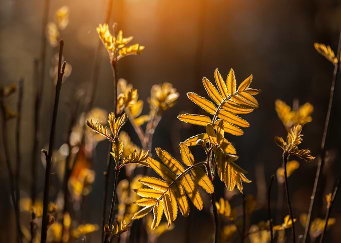 Golden Leaves in Sunlight