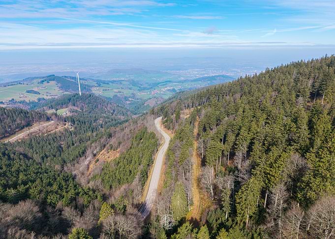 Winding Road Through Forest