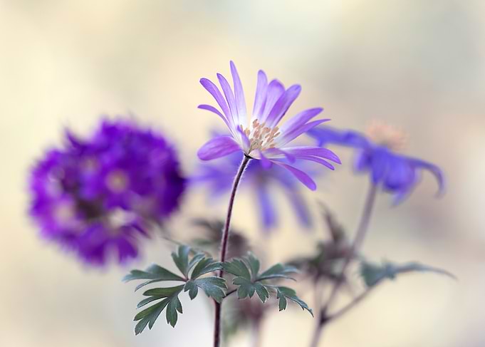 Purple Flowers in Bloom