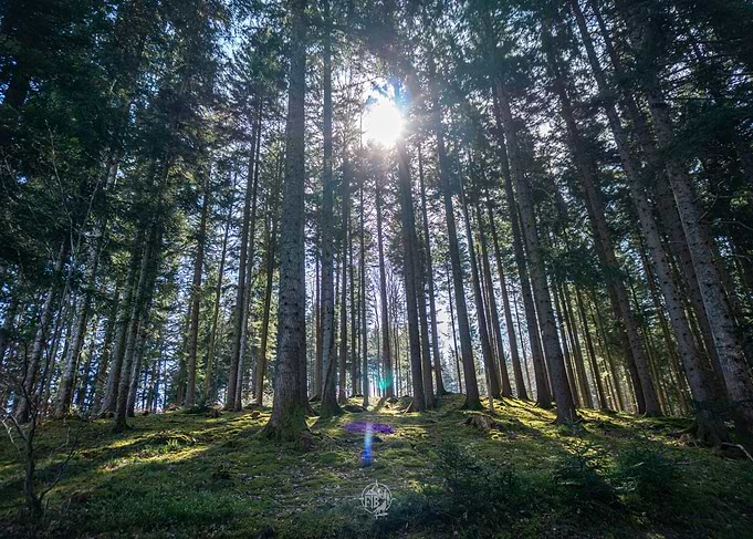 Sunlit Forest Path