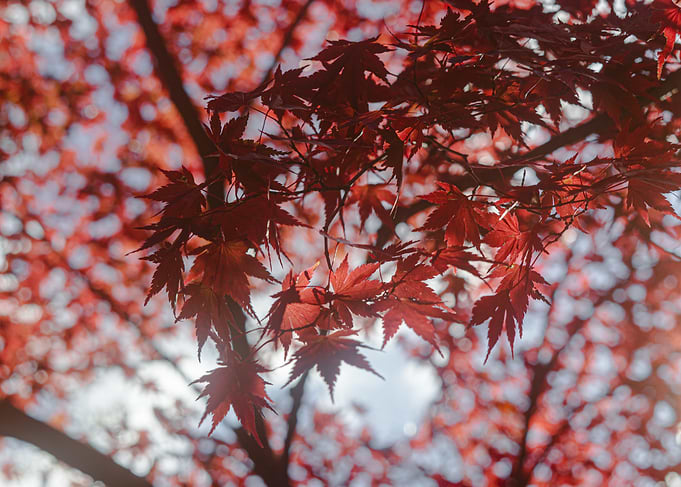 Autumn Maple Leaves in Japan