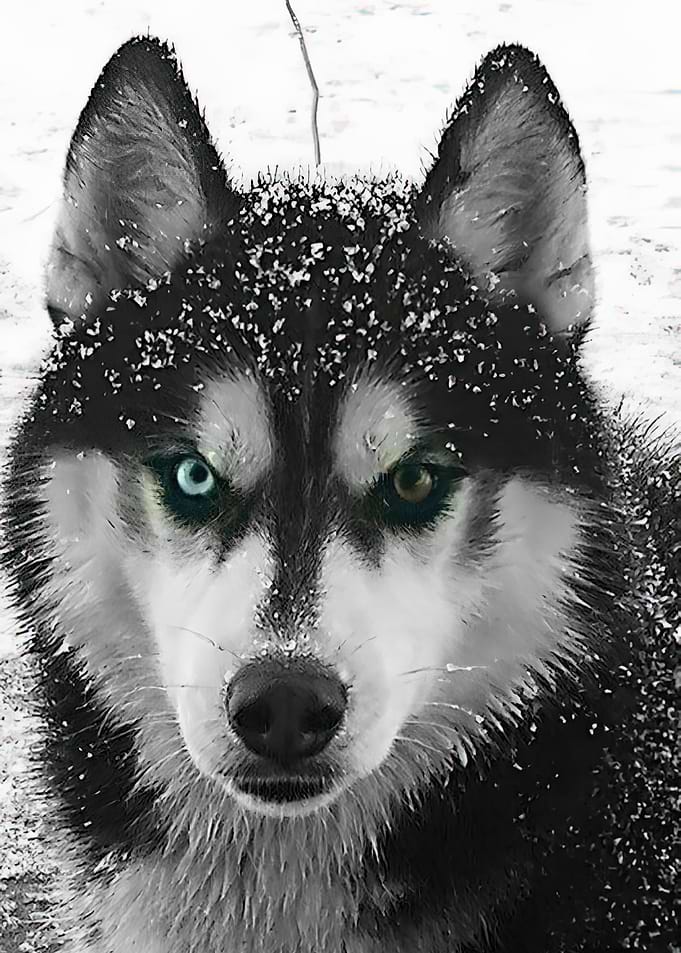 Husky with Heterochromia