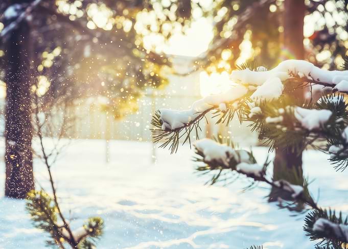 Snowy Pine Branch Sunset