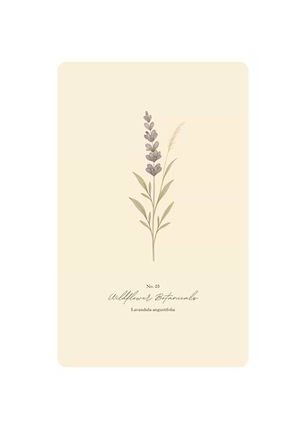 Lavender Botanical Illustration