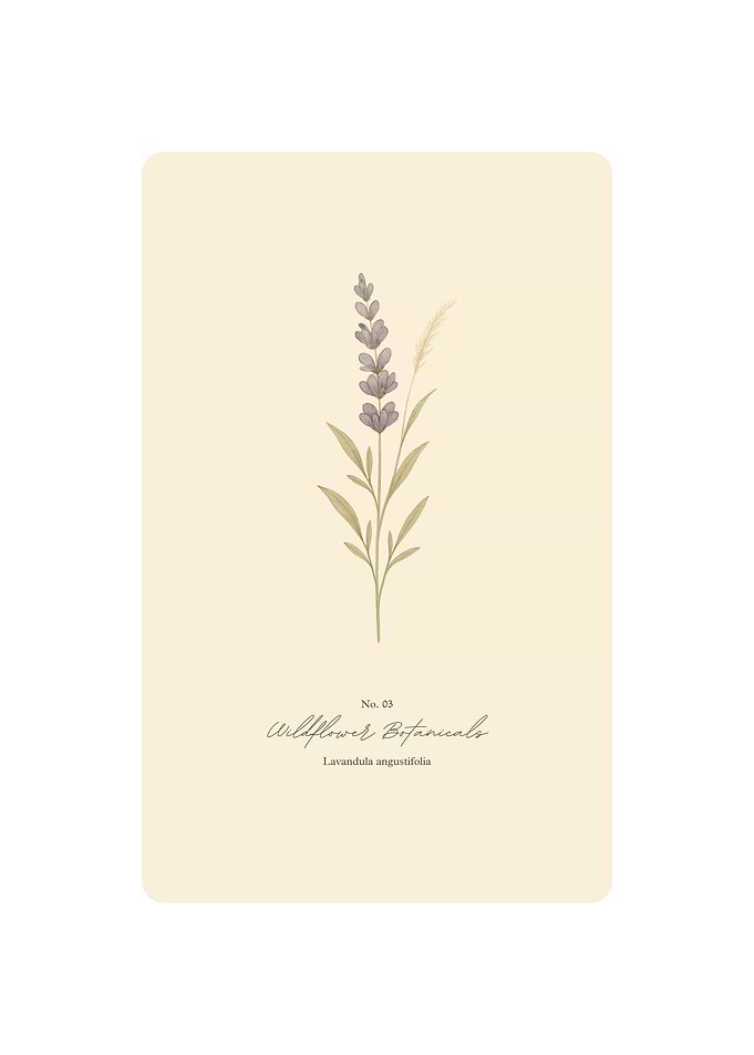 Lavender Botanical Illustration