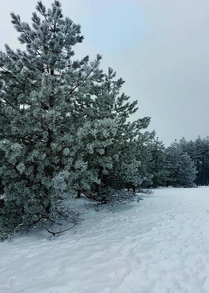 Snowy Pine Forest