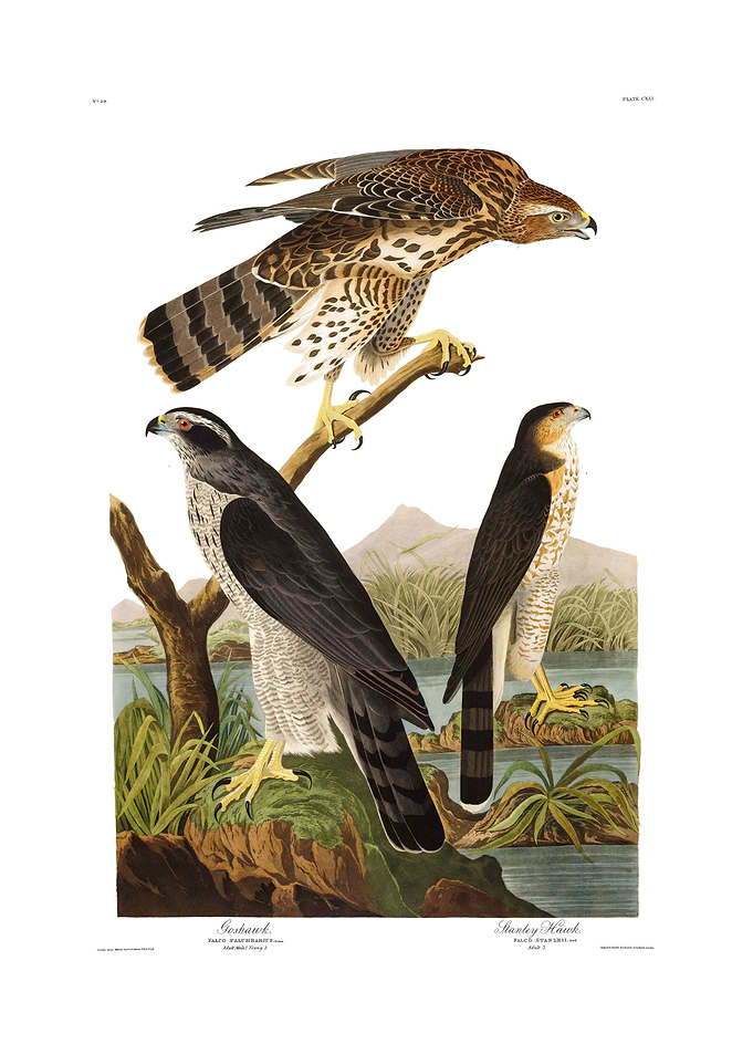 The Birds of America - Goshawk and Sparrow Hawk