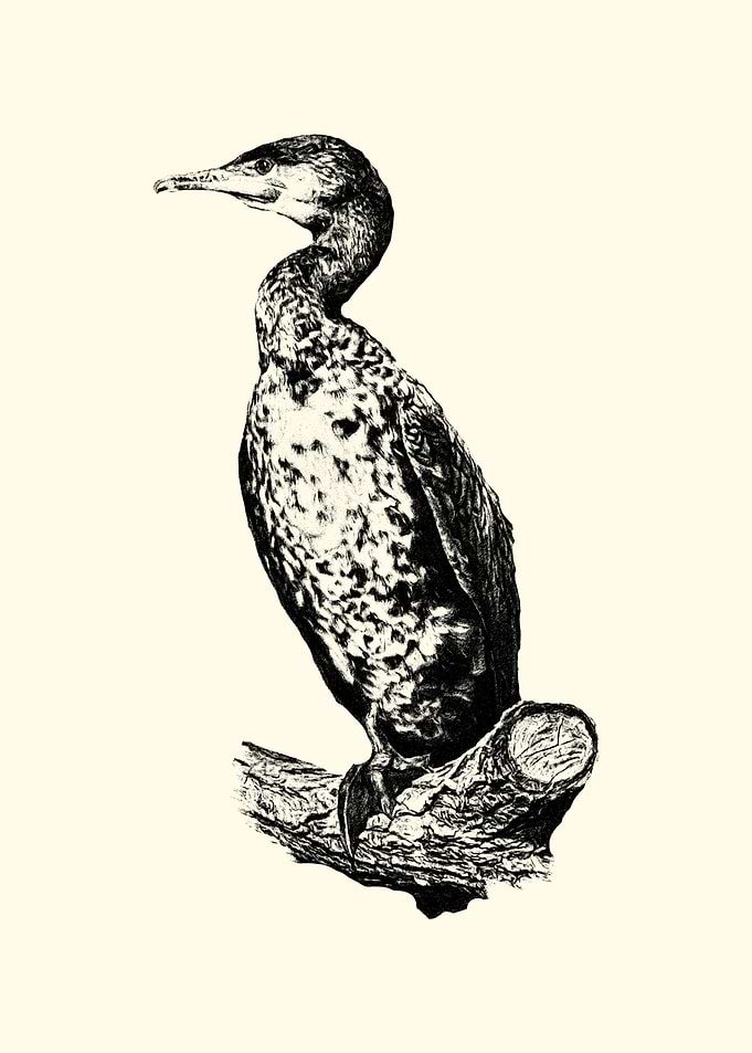 Cormorant Bird Illustration