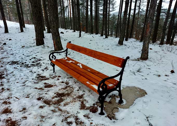 Snowy Bench in Forest