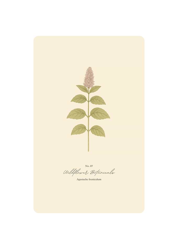 Wildflower Botanical Illustration