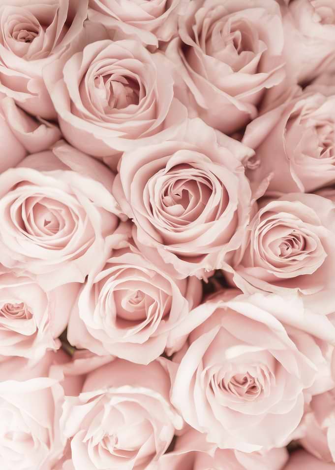Pink Rose Bouquet