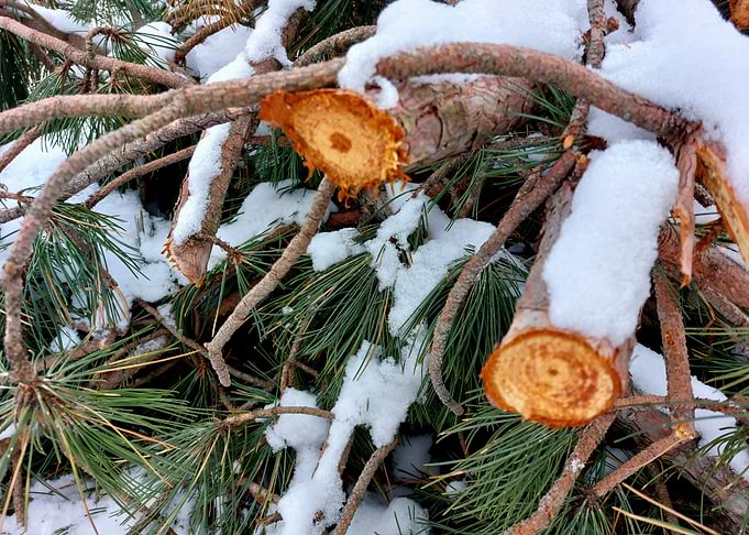 Snow-Covered Pine Branches