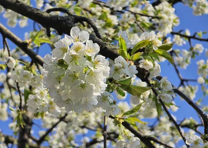 White Cherry Blossoms Against a Bright Blue Sky